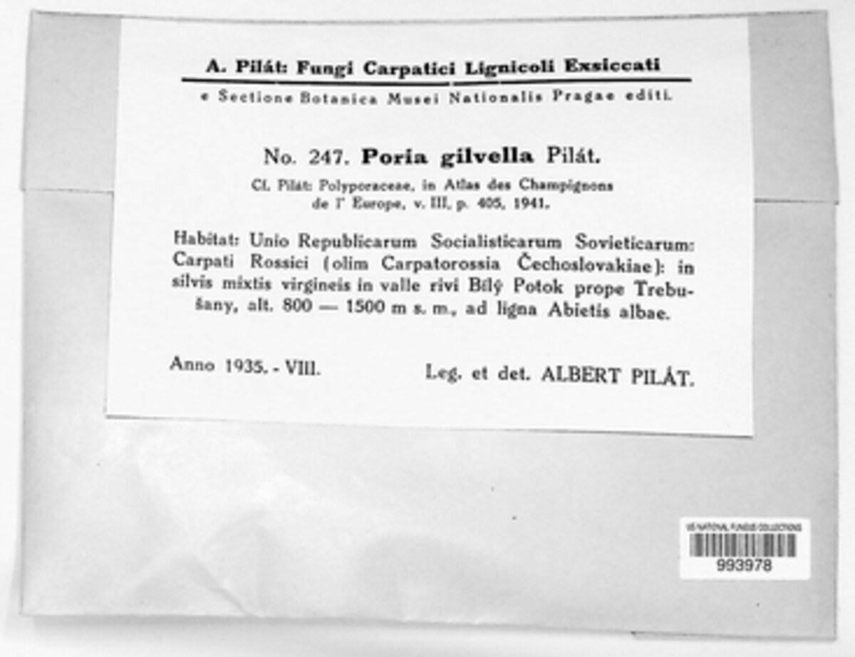Poria gilvella image